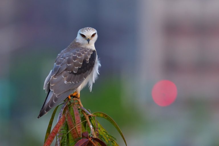Nikon集鳥趣-2021年桌曆飛羽大募集『首獎』-黑翅鳶。(圖/記者林㤈輝翻攝)