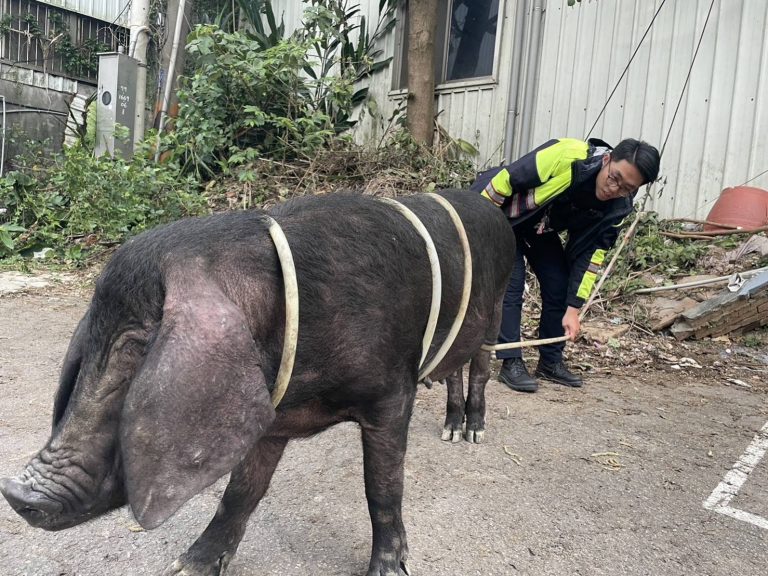 龜山坪頂派出所出動6警合力制伏大黑豬。(記者張欽翻攝)