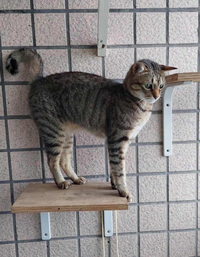 政府為避免過多流動物推動絕育政策，104年增訂寵物未絕育罰則，圖為已絕育的貓咪。(記者張欽攝影)