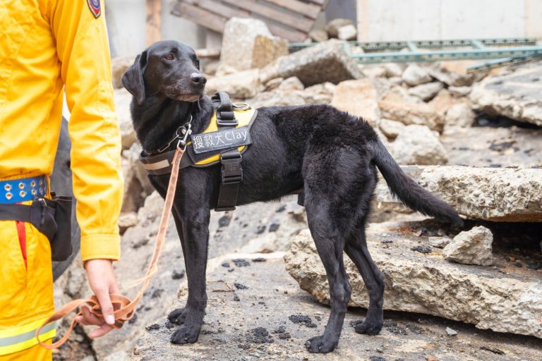 竹市搜救犬Clay在搜救任務立下大功，並將於8月下旬代表台灣前往芬蘭參加世界搜救犬比賽。（圖/記者林照東翻攝）