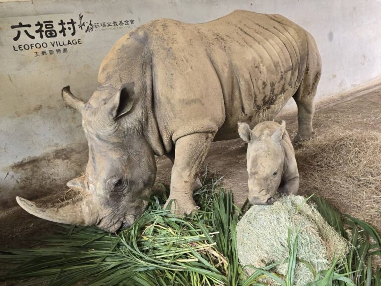 小犀牛「花枝丸」一邊喝奶、一邊把飼料當玩具探索，展現童趣模樣，為白犀牛家族注入新活力。（圖/記者張家燁翻攝）